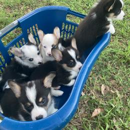 American Corgi and Pembroke Welsh Corgi Puppies from Swell Corgis