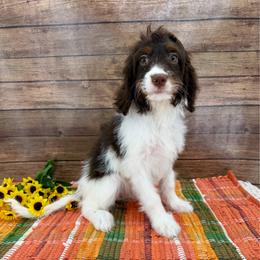Hermoine - Tri-color female Cavapoo puppy in Beresford, South Dakota from DAKOTA DOOD RANCH