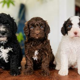 Cavapoo puppies from Still Water Puppies