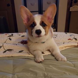 Hannah - Pembroke Welsh Corgi