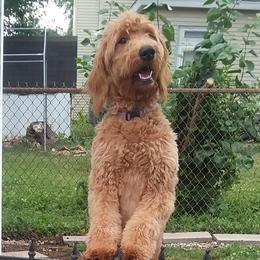 Goldendoodles and Poodles from Capens' Doodles,Poodles and Poo's