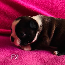 Puppy 2 - Brindle and white Boston Terrier puppy in Paulden, Arizona from Gold Buckle Kennel