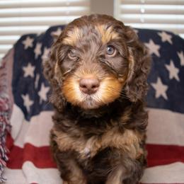 Bernedoodle Puppies from Sage Hills Bernedoodles