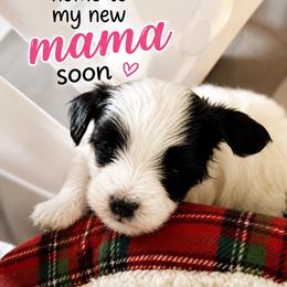 Girl 3 - White and black female Chinese Crested puppy in Henderson, Nevada from Kelly's Little K9