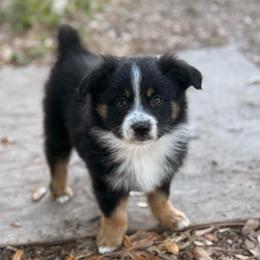 MARSHALL - Black tri male Miniature Australian Shepherd puppy in Bartow, Florida from Peace Creek Aussies