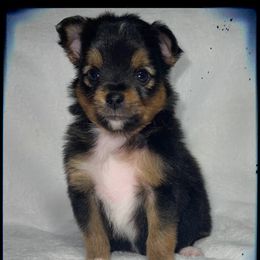 Snickers - Toy Australian Shepherd puppy in Jacksonville, Texas from AG Toy & Mini Aussies