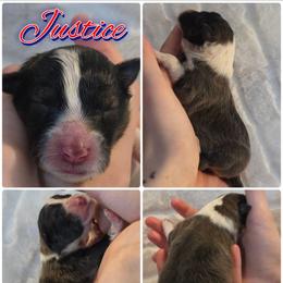 Justice - Sable and white male Shetland Sheepdog puppy in Lebanon, Tennessee from Henotic Homestead's Shetland Sheepdogs