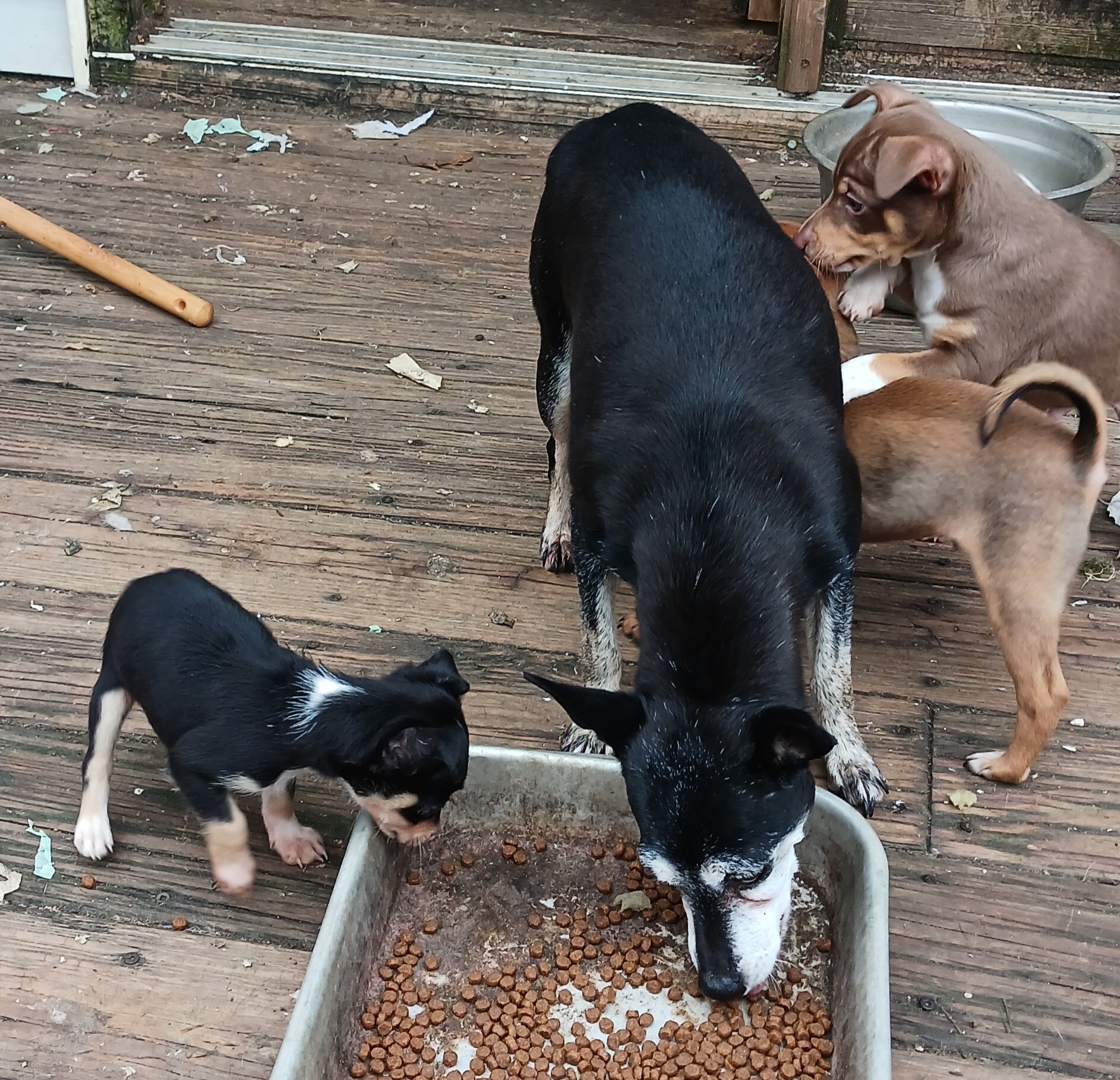 Cleo - Rat Terrier