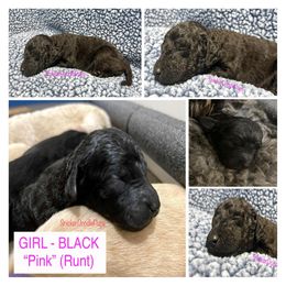 Goldendoodle and Poodle Puppies from SnickerDoodlePups