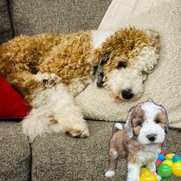 Aussiedoodle, Goldendoodle, and Poodle All Grown Up from North Florida Poodles and Doodles