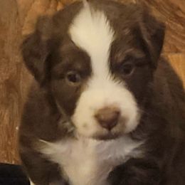 Miniature Australian Shepherds from Raylene's Aussies