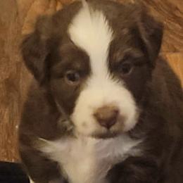 Miniature Australian Shepherds from Raylene's Aussies
