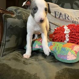 Holy - White and blue male Whippet puppy in Harlingen, Texas from Sincity Dogs Hobby Kennel
