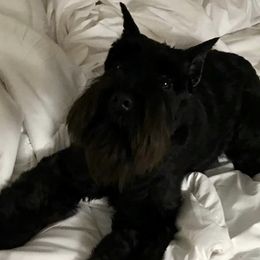 Izzy - Miniature Schnauzer