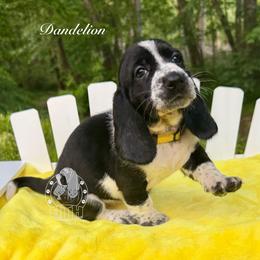 Dandelion - Black and white female Basset Hound puppy in Dingess, West Virginia from Tuckers' Howling Hounds