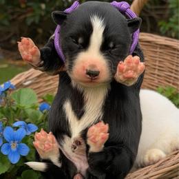 Girl 4 - Black and white female Siberian Husky puppy in Sherwood, Oregon from Whiskey River Siberians