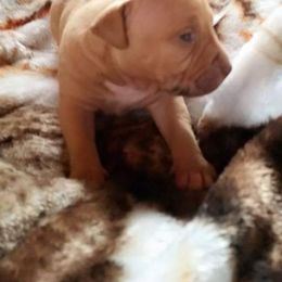 American Pit Bull Terrier Puppies from Kaotic APBTs