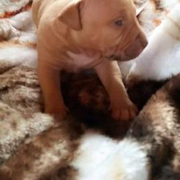 American Pit Bull Terrier Puppies from Kaotic APBTs
