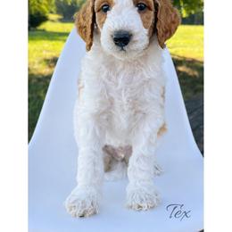 Tex - Parti male Goldendoodle puppy in State Road, North Carolina from Must Love Doodles