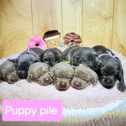 Dilute Retriever Puppies from Longoria's Labrador Retrievers