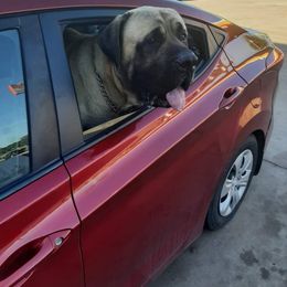 Girl 3 - Fawn Mastiff puppy in Ava, Missouri from Ozark Mountain Mastiffs
