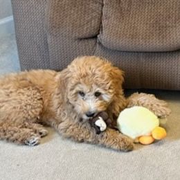 Cavapoos, Goldendoodles, and Poodles from Rose's Doodles