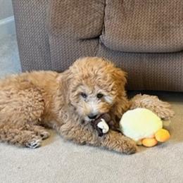 Cavapoos, Goldendoodles, and Poodles from Rose's Doodles