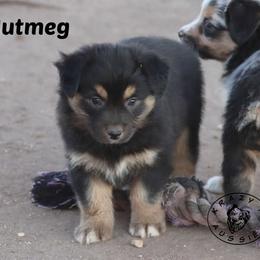 Nutmeg - Black tri female Miniature Australian Shepherd puppy in Garden Plain, Kansas from Krazy K Aussies