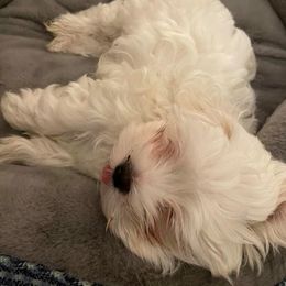 Maltese Puppies from David's Maltese