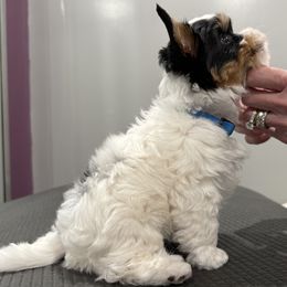 Biewer Terrier Puppies from Stone Mountain Dogs