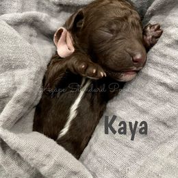 Poodle Puppies from Agape Standard Poodles