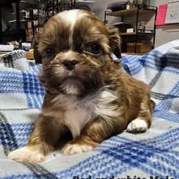 Red Boy - Red male Shih Tzu puppy in Tenino, Washington from Dolled Up Pup