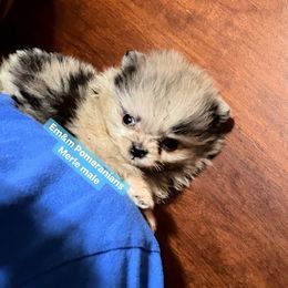 Tiny Blue merle - Blue merle male Pomeranian puppy in Kentucky from Em&M Pomeranians