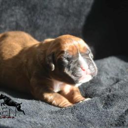 Aequitas - Fawn male Boxer puppy in Earlsboro, Oklahoma from Lieben Boxers