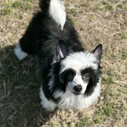 Dolphin(show quality) - Black and white female Chinese Crested puppy in New Smyrna Beach, Florida from FronkLinn Kennel