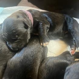 Purple Girl - female Golden Mountain Dog puppy in Colorado Springs, Colorado from Bastian Mountain Dogs