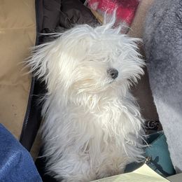 Coton de Tulear and Golden Retriever Puppies from Four Lochs LLC