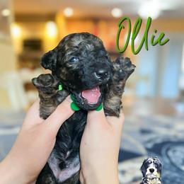 Ollie - Wheaten male Whoodle puppy in Knoxville, Tennessee from Fleury Farm Doodles TN
