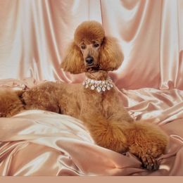 Dior. - Poodle
