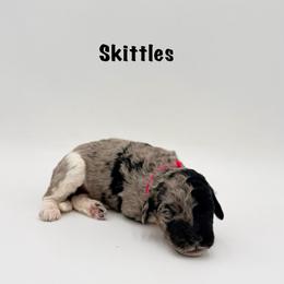 Skittles - Merle female Goldendoodle puppy in Milford, Pennsylvania from Doodles Are Golden