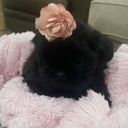 Cavapoo and Shihpoo Puppies from Haus of Doodles
