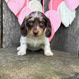Sunny - Girl 2 - Dapple female Dachshund puppy in Corbin, Kentucky from Steele Half Acre Homestead