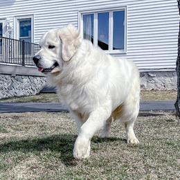 Hero - Golden Retriever