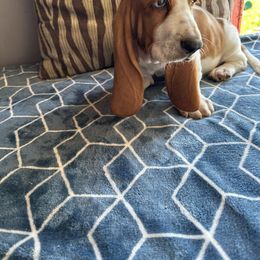 Basset Hound Puppies from Valley Bassets