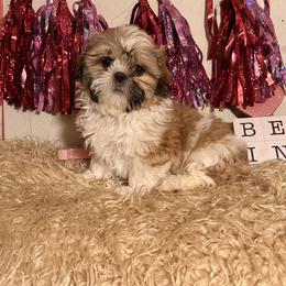 Golden white party boy - Gold and white male Shih Tzu puppy in Hibbing, Minnesota from Iron Range Shih Tzu and Puppies