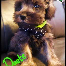 Miniature Schnauzer Puppies from Amaya Lara Schnauzers