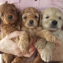 Goldendoodle Puppies from Northwoods Goldendoodles