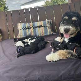 Goldendoodle puppies from Silver Barn Doodles