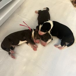 Bernedoodle Puppies from Lovey Dovey Bernedoodles