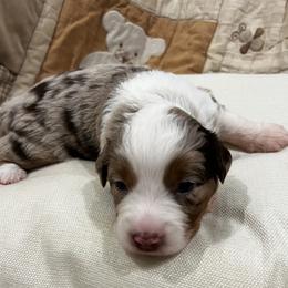 Rye - Red merle female Australian Shepherd puppy in Bennett, Colorado from Alolan Angel Aussies